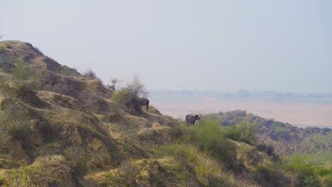 Buffaloes-grazing-in-Chambal-River-Valley-with-semi-arid-moor-landscape-in-Beehad-of-Morena-Dholpur-of-Madhya-Pradesh-Rajasthan-of-India