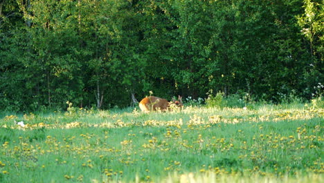 el corzo europeo pasta en un hermoso prado cerca de un bosque