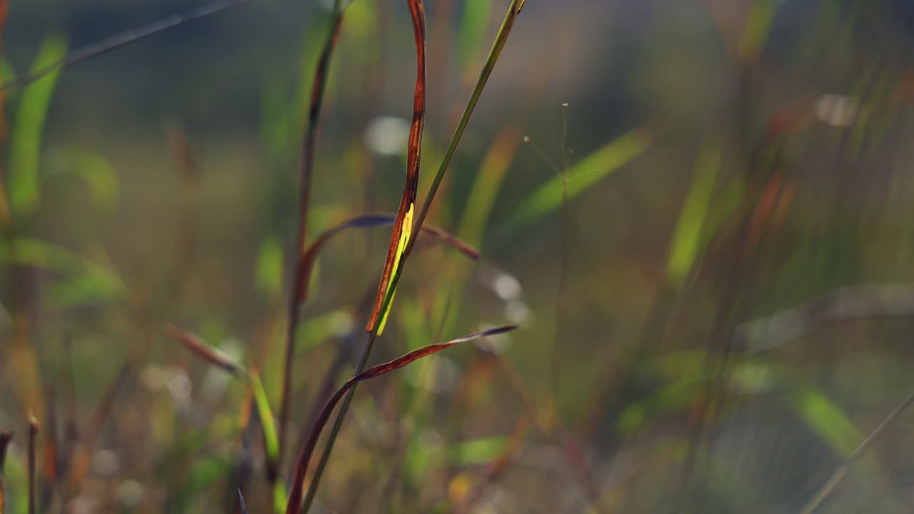 4k stillbillede af græs