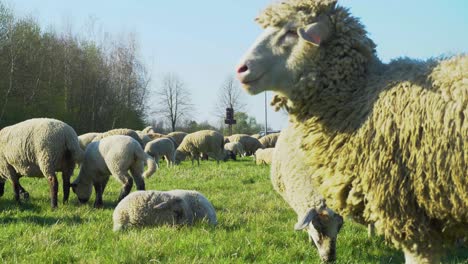 a herd of sheeps is eating grass on a pasture