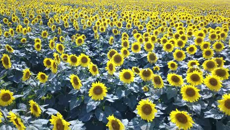 field of blooming sunflowers on a background sunset