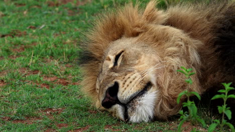 a lion rests on grass, struggling to relax, evoking solitude and quiet emotion