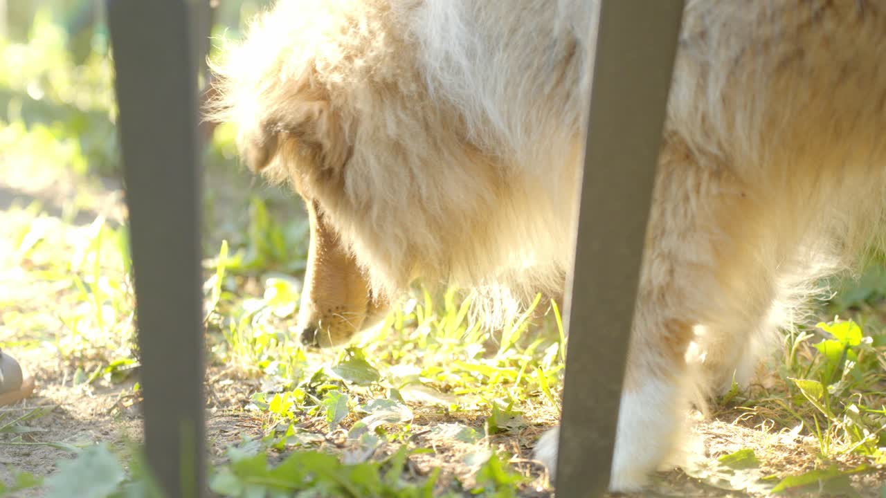 Rough collie licking grass, handheld closeup