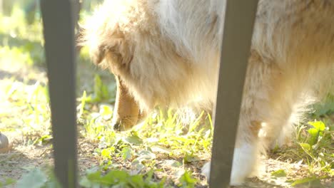 rough collie licking grass, handheld closeup