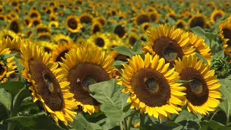 Gorgeous-Field-Of-Sunflowers-In-Bright-California-Sunshine-Near-Gilroy,-California-With-Honeybees-Pollinating