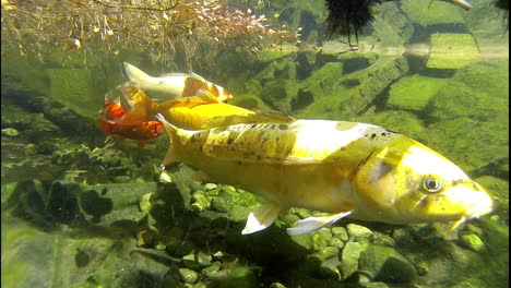 Koi-Y-Peces-Dorados-Nadan-Bajo-El-Agua-En-Un-Estanque