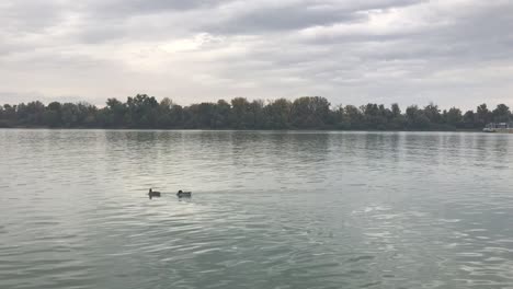 cargo ship in transit in background and two ducks floating on danube river