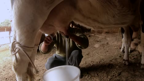 farmer milking cow in the stable