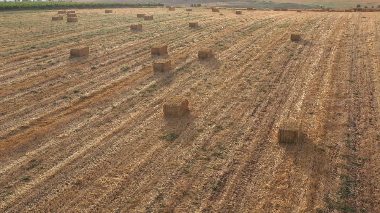 fardos de heno en un campo