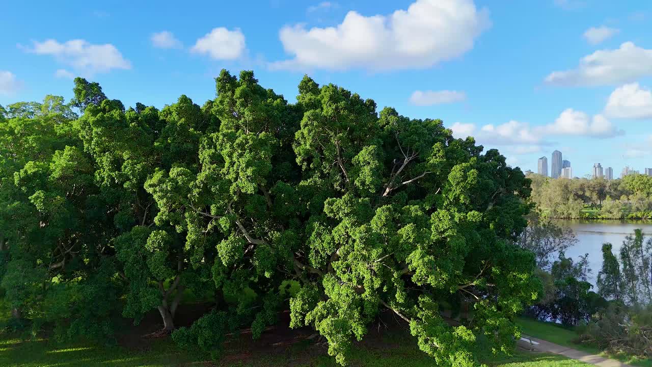 Aerial footage of lush green park transitioning to a stunning Gold Coast skyline under clear blue skies
