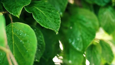 Close-up-of-rain-drops-on-the-leaves