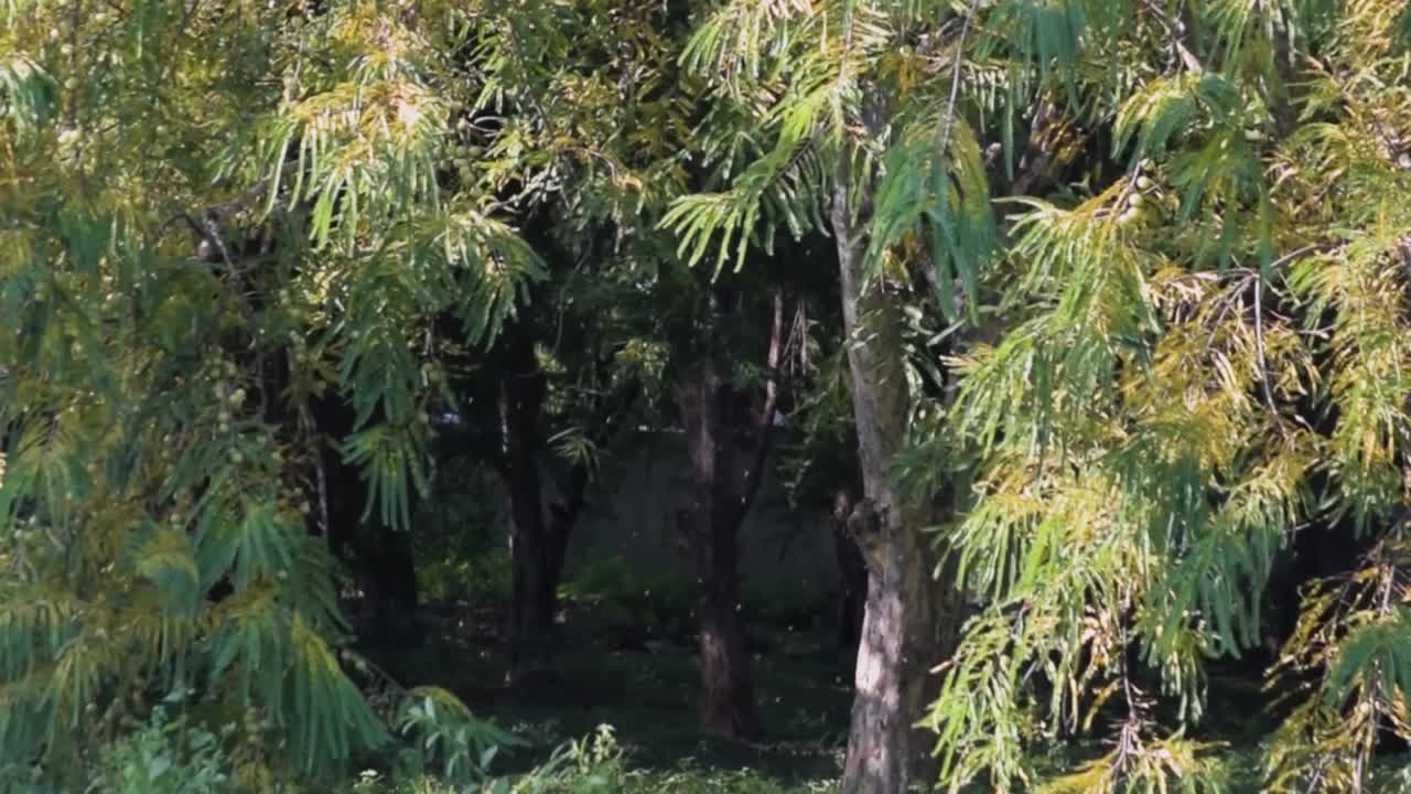 인도 구스베리 나무에서 떨어지는 잎