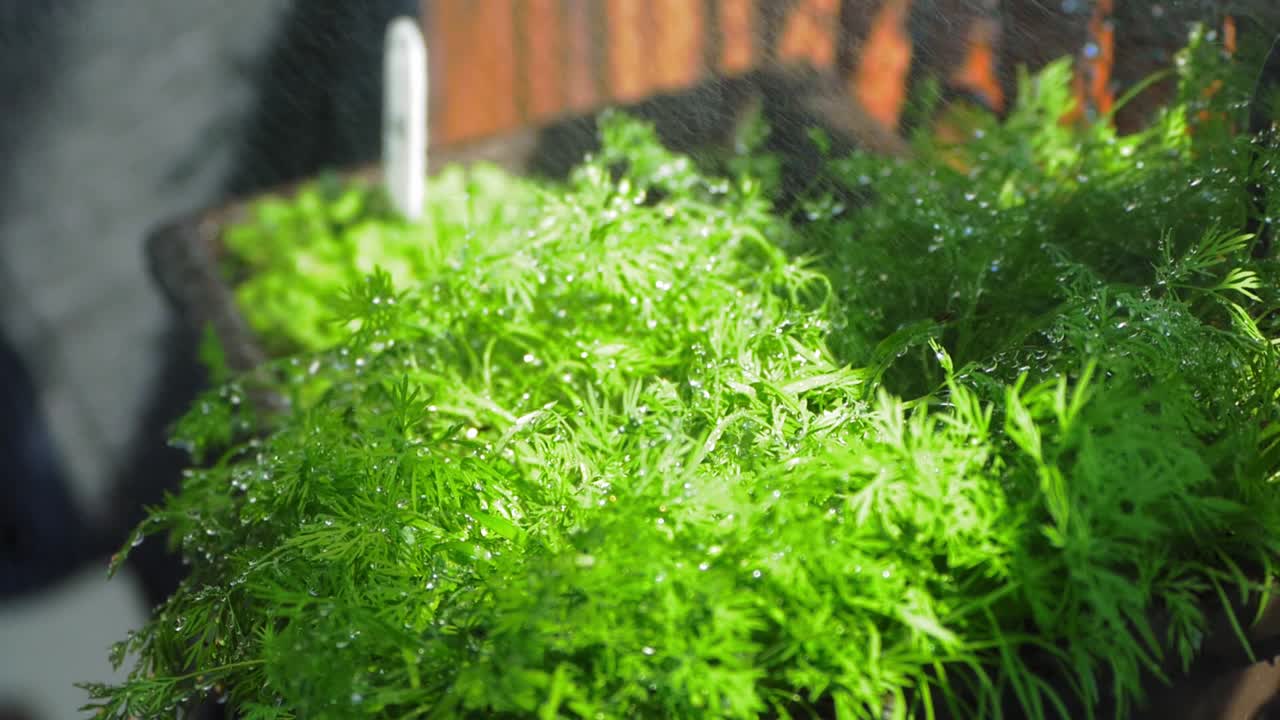 полив травы укропа