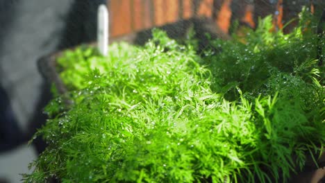 watering of a dill herb