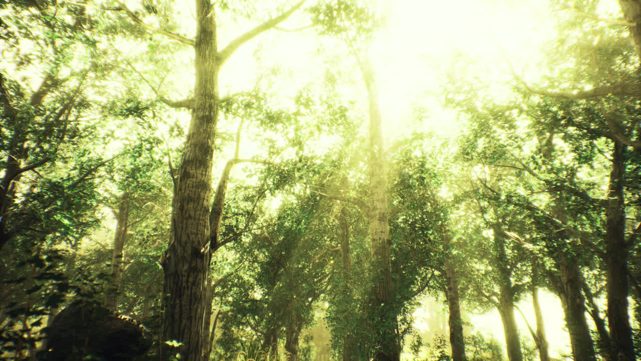 Sunlight streaming through dense foliage in a lush forest during daytime