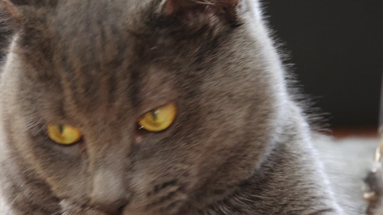 el gato azul ruso mira al medio maravillosamente