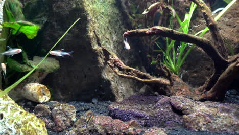 peces tropicales nadan cerca de formaciones rocosas y de coral
