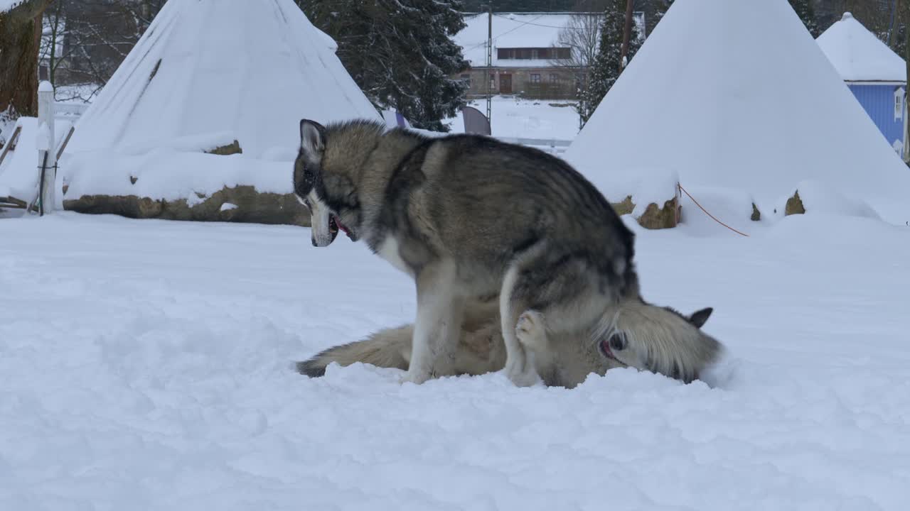 Close view of two huskies playing together in the snow