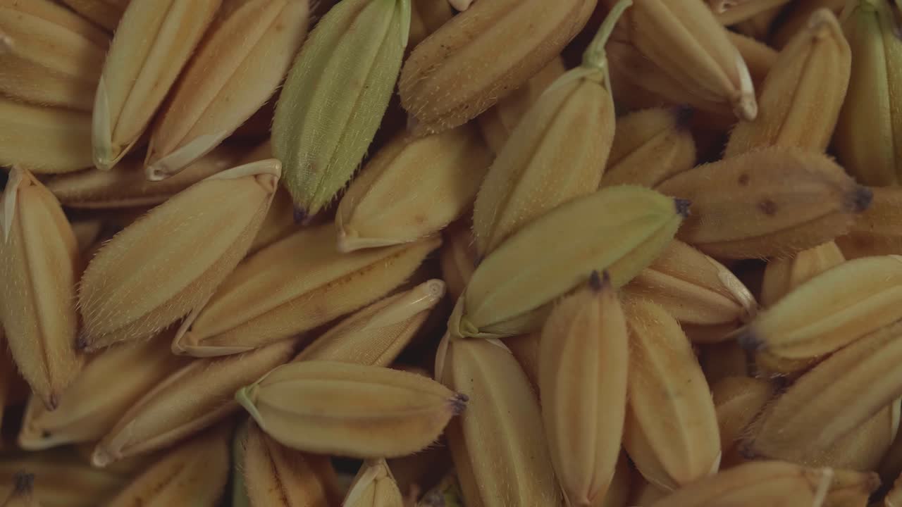 Seeds Rice Rotating. Asia Famous Export Products