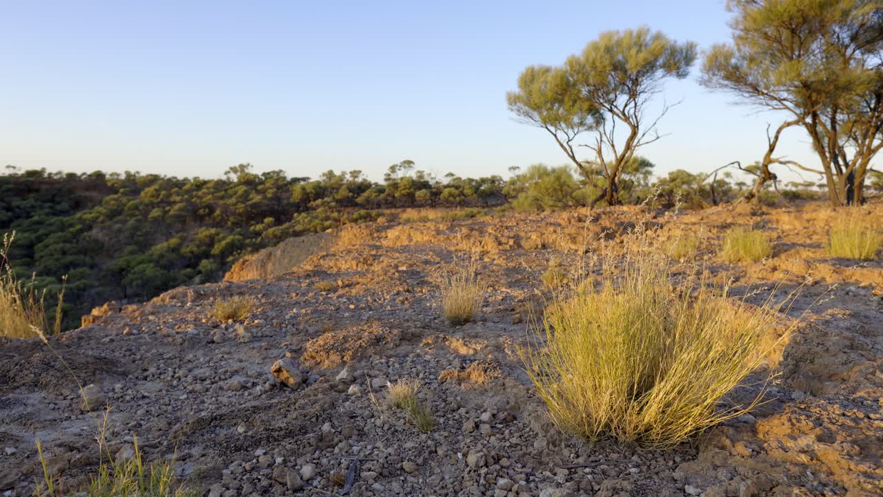 hierbas nativas en la brisa en el interior de australia durante el amanecer