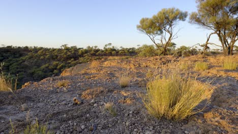 native grasses in the breeze in australian outback during sunrise