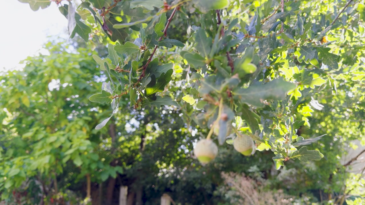 Foglie di quercia e ghiande pendono da rami illuminati dal sole circondati da un lussureggiante fogliame verde del bosco