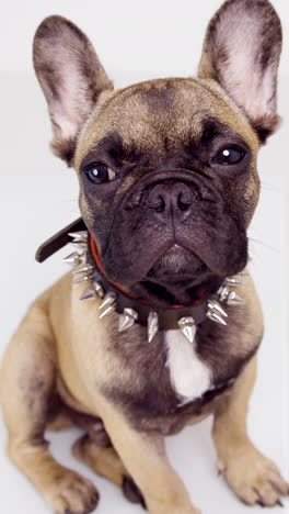 french bulldog puppy with headphones against a white background in vertical