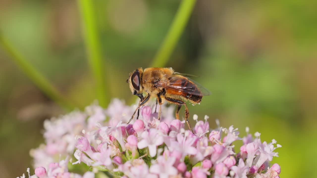 Helophilus pendulus - европейская летучая муха