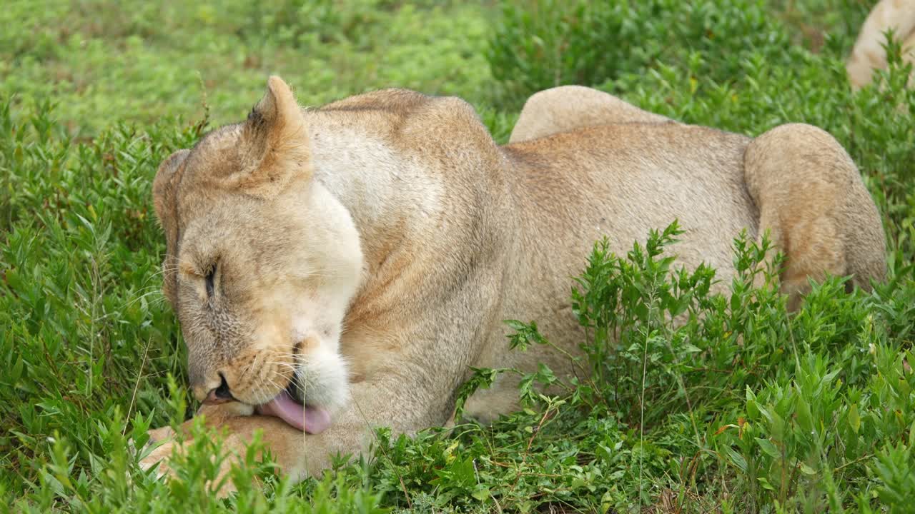 Relaxing lioness resting in lush grass on safari in Tanzania, enjoying the calm