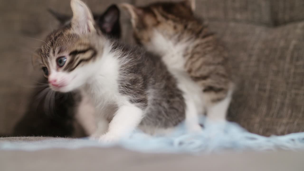 gatitos jugando con una pelota de lana en un sofá