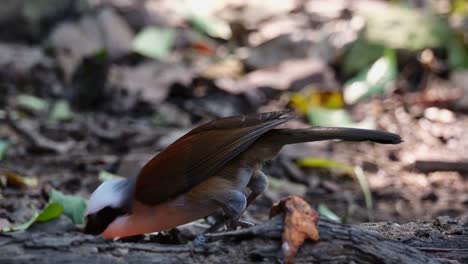 facing to the left eating fallen fruits on the ground, white-crested laughingthrush garrulax leucolophus, thailand