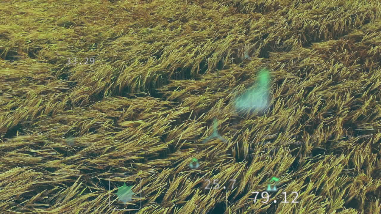 Golden grain field being animated in 3D aerial view, showing HUD overlays and triangle markers