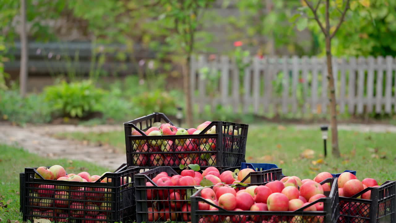 Rich crop of apples in the garden. Farmer taking away drawers with organic fruit in the countryside. Delicious apples in harvest season.