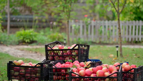 rich crop of apples in the garden. farmer taking away drawers with organic fruit in the countryside. delicious apples in harvest season.