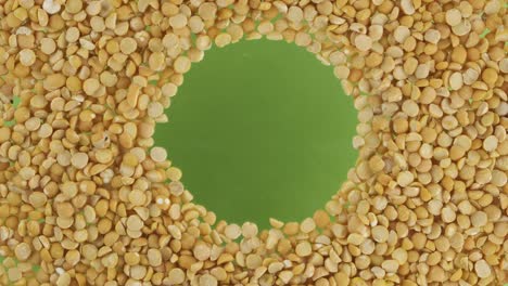 rotation of peas grains scattered in a circle with space in the center. top view.