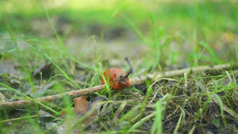 4k cinematic macro shot of a slug moving along towards the camera