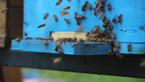 Un-Montón-De-Abejas-Pululando-Alrededor-De-La-Colmena