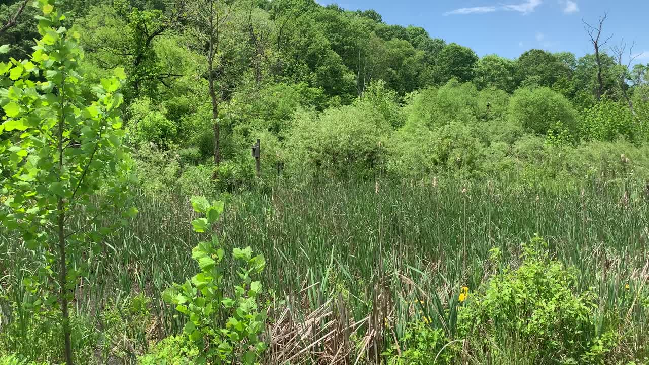 피츠버그 북부 공원의 야생동물 자연 지역