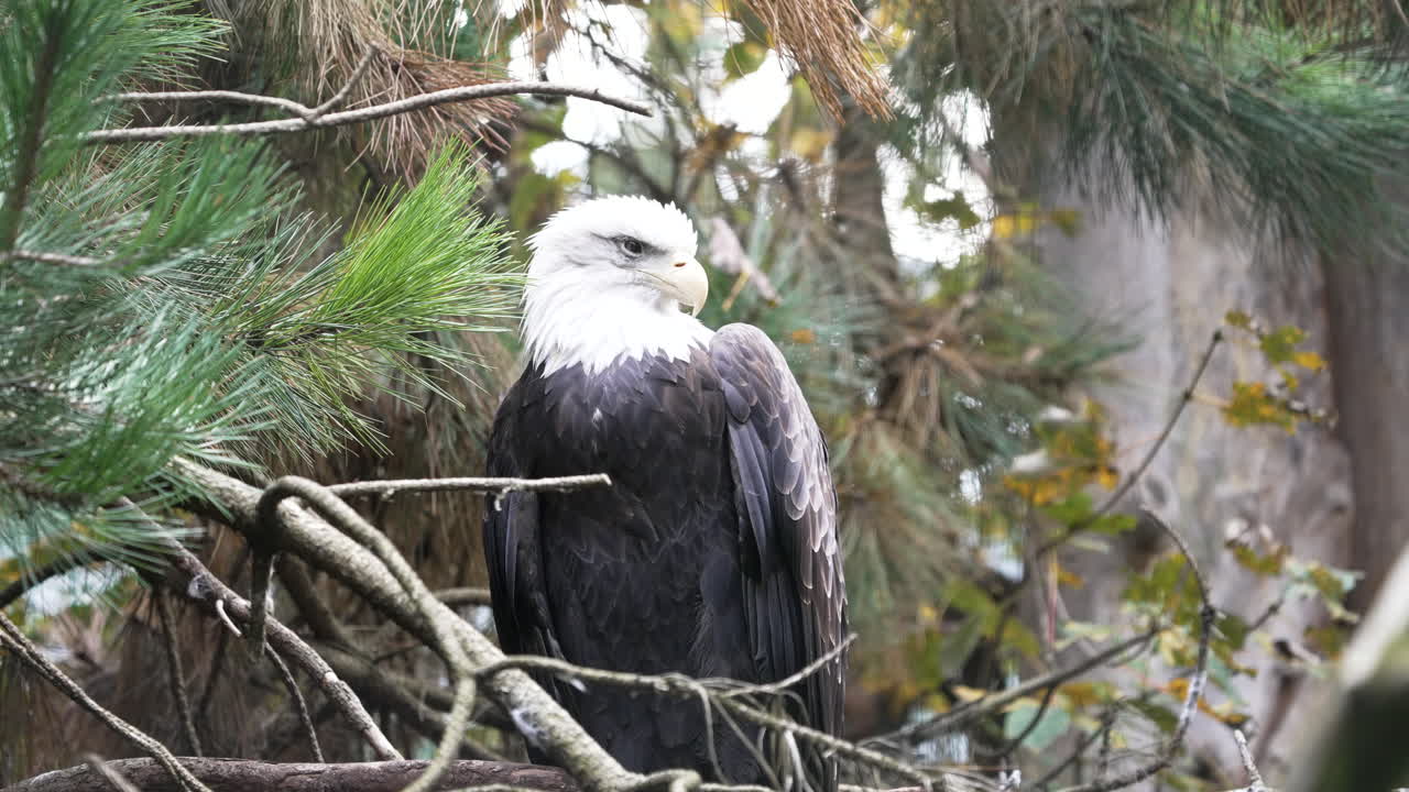 el águila calva observando un campo desde un árbol