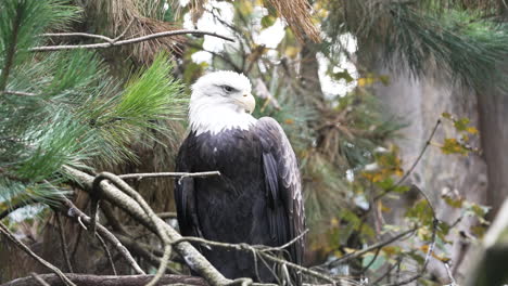 El-águila-Calva-Observando-Un-Campo-Desde-Un-árbol