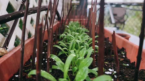 close-up of seedlings growing in a planter box