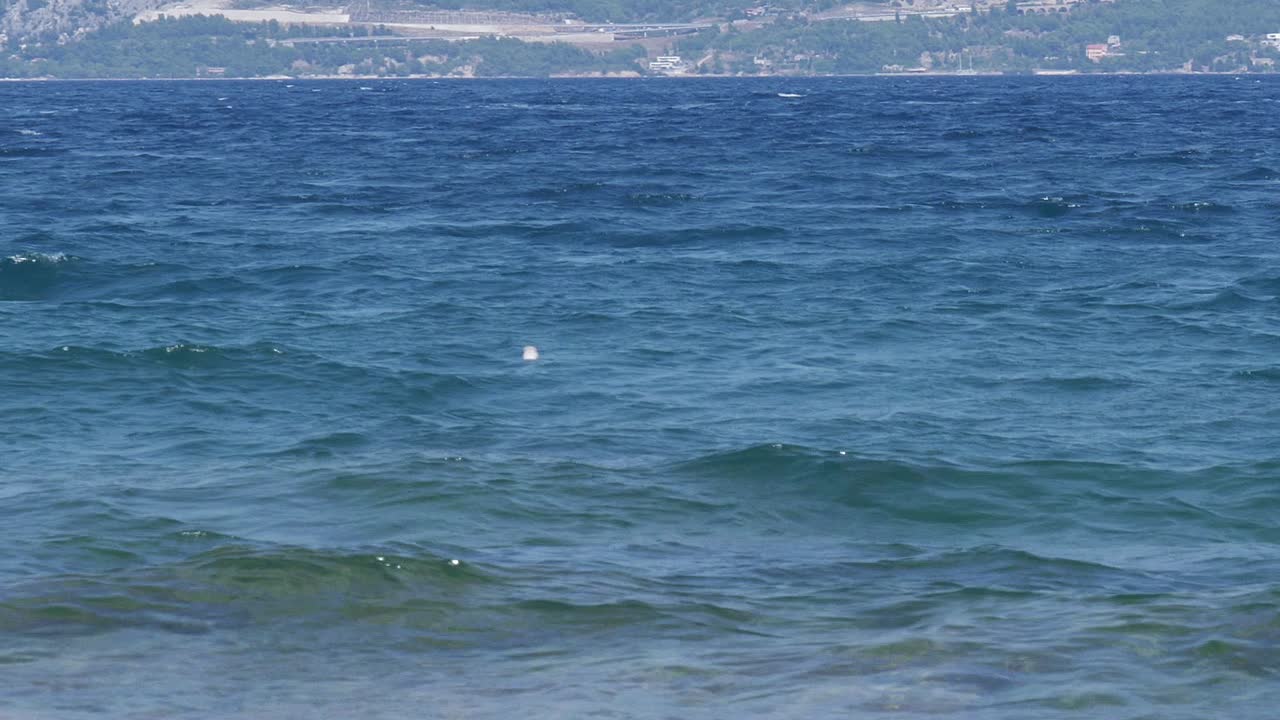 postira 근처의 물 위에 떠 있는 검은등 갈매기