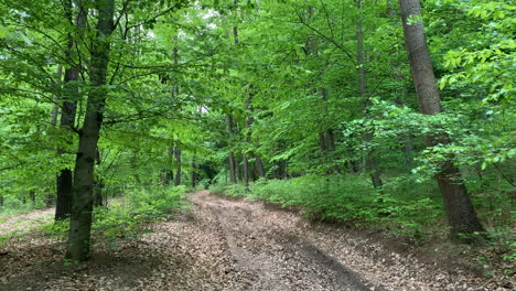 Grüner-Waldsommer-In-Europa