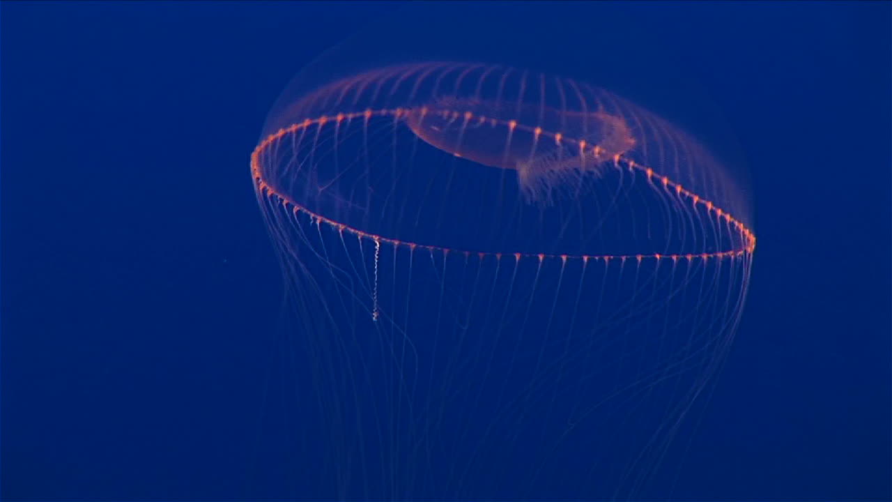 toma submarina de una medusa flotando en el océano