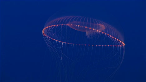 toma submarina de una medusa flotando en el océano