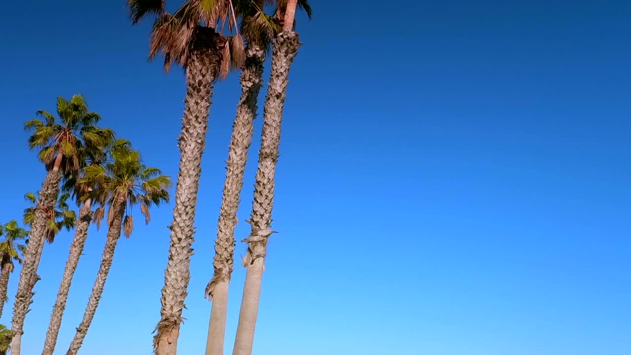 Pan, shot of Ventura Beach coast and Palm trees, slow motion, Ventura Beach, California, USA