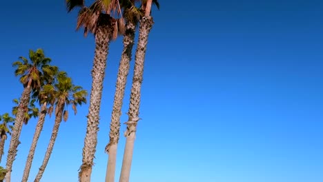 pan, shot of ventura beach coast and palm trees, slow motion, ventura beach, california, usa