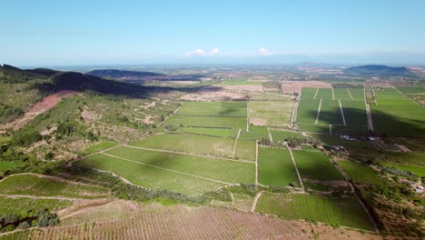 Aerial-Drone-Above-Chilean-Vineyards,-Wine-Region-in-Andean-Cordillera-Landscape,-Travel-and-Tourism-Maule-Valley-Cauquenes-Winery-Destination