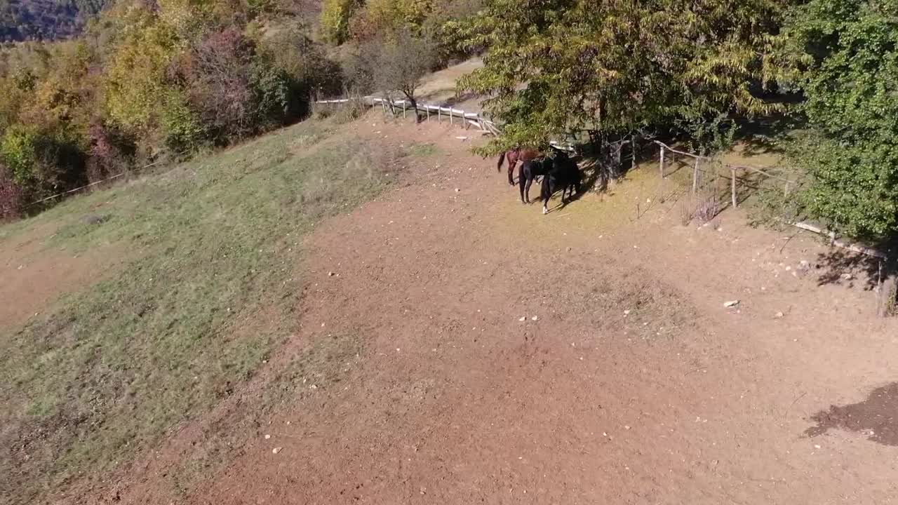 caballos comiendo hierba. imágenes aéreas