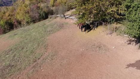 caballos comiendo hierba. imágenes aéreas